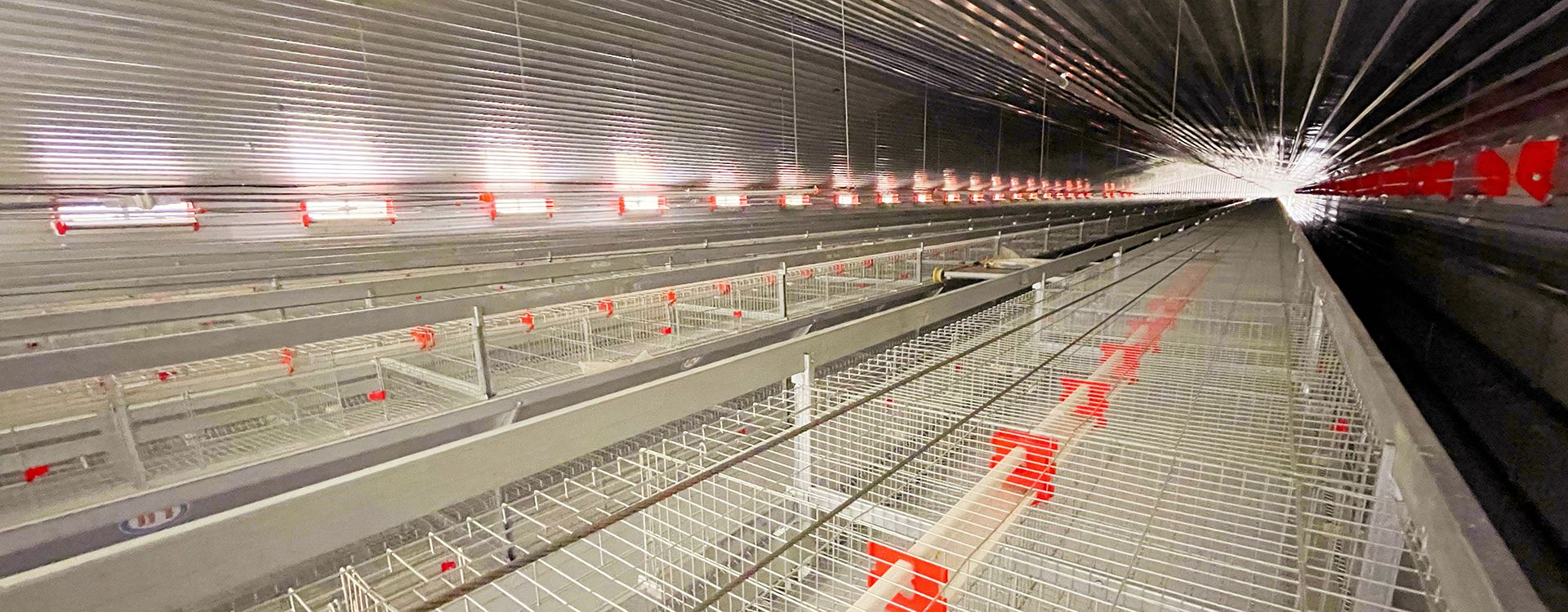 卓一小編建議:使用肉雞養殖設備要注意這幾點