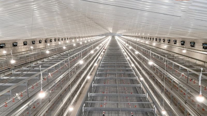 這幾種自動化養雞設備你認識嗎？
