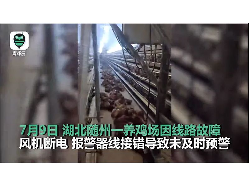 4000只雞被熱死！湖北養雞場停電故障給我們的啟示