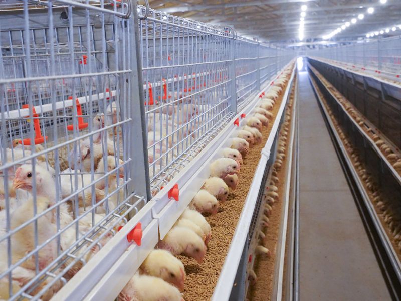 自動化養雞設備:提升養殖效率與動物福利的新選擇
